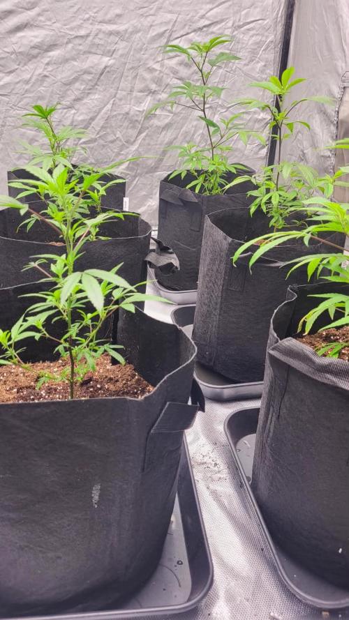 first grow coco lemon orange + runtz. Week 2