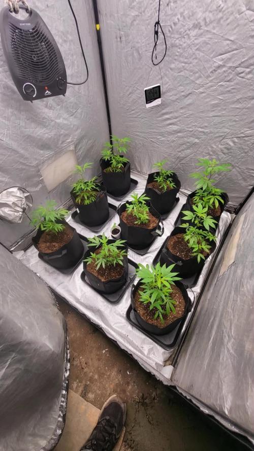 first grow coco lemon orange + runtz. Week 2 - semana 2a 3
