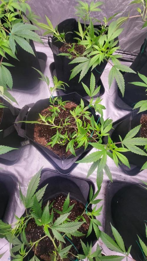 first grow coco lemon orange + runtz. Week 3 - runtz