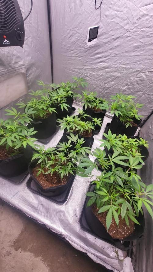 first grow coco lemon orange + runtz. Week 3