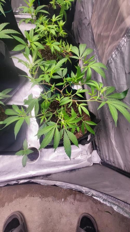 first grow coco lemon orange + runtz. Week 3 - L.O.
