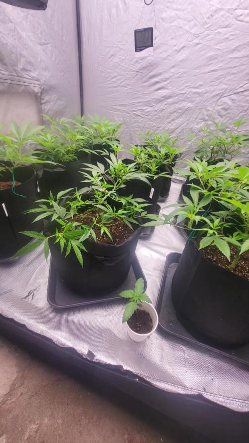 first grow coco lemon orange + runtz. Week 3