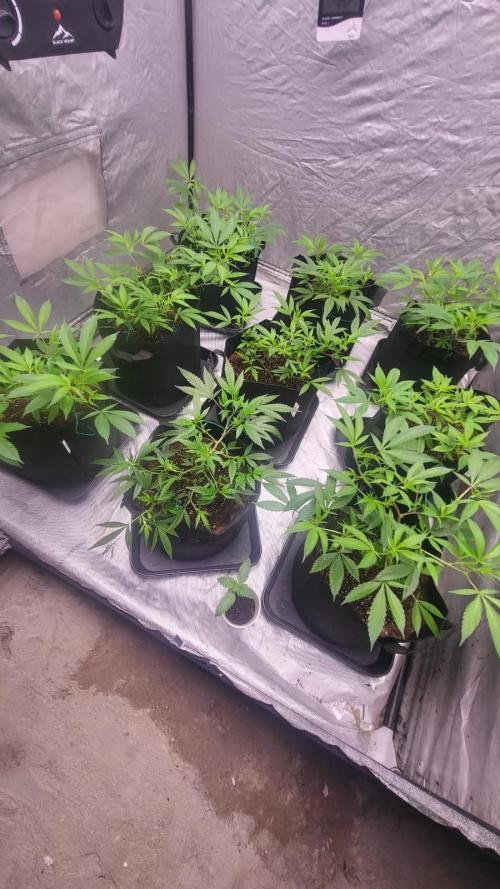 first grow coco lemon orange + runtz. Week 3