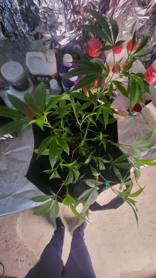 first grow coco lemon orange + runtz. Week 3 - L.O.