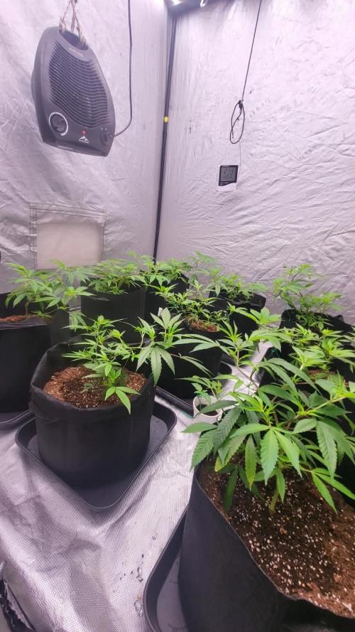 first grow coco lemon orange + runtz. Week 3
