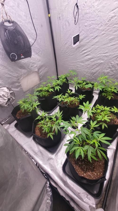 first grow coco lemon orange + runtz. Week 3