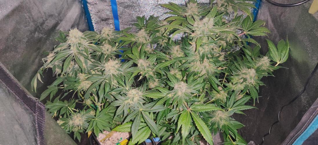 7 weeks of flower, mac mango kc brains-. Week 7 - the plant ron the right apples and bananas (eleven8seeds)