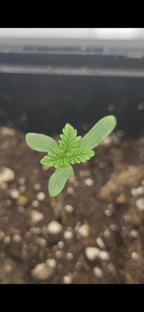 Cherry Cookie Cake & Blue Zushi. Week 0 - 🤯
