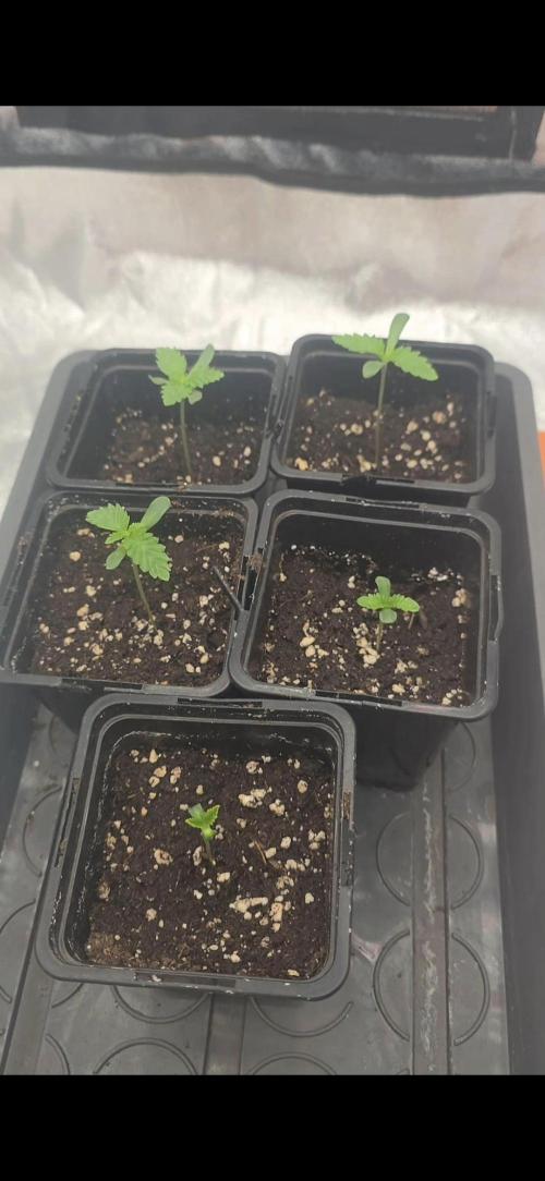 Cherry Cookie Cake & Blue Zushi. Week 0 - Cherry cookie cakes 