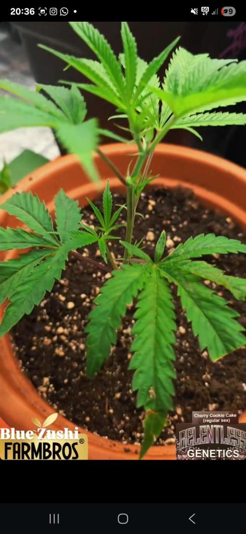 Cherry Cookie Cake & Blue Zushi. Week 0 - Blue Zushi 