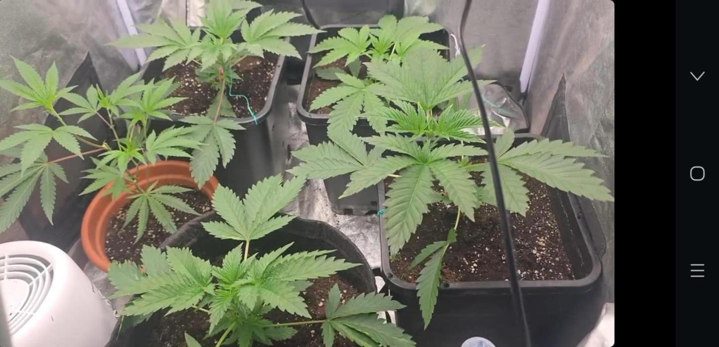 Cherry Cookie Cake & Blue Zushi. Week 3