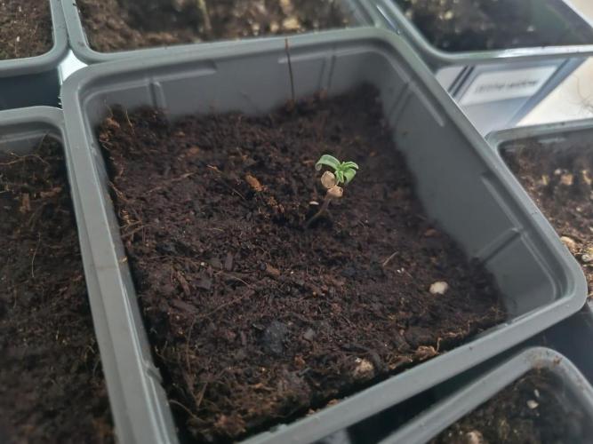 PAX Genetix Cap Junky. Week 1