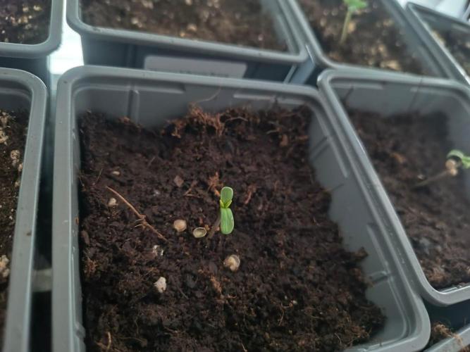 PAX Genetix Cap Junky. Week 1