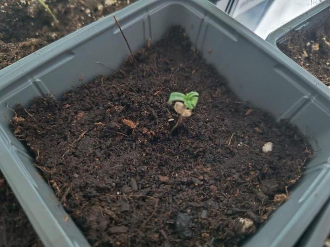 PAX Genetix Cap Junky. Week 1