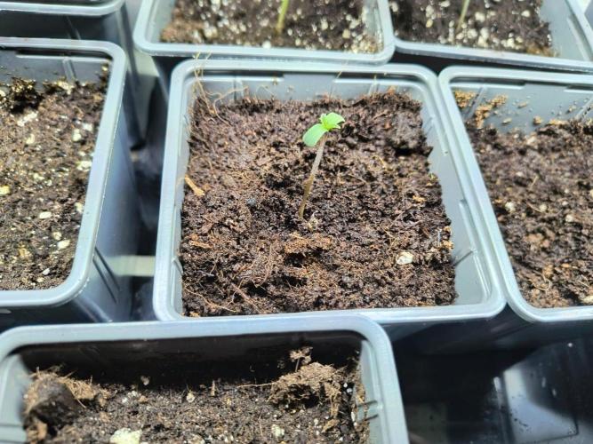 PAX Genetix Cap Junky. Week 1