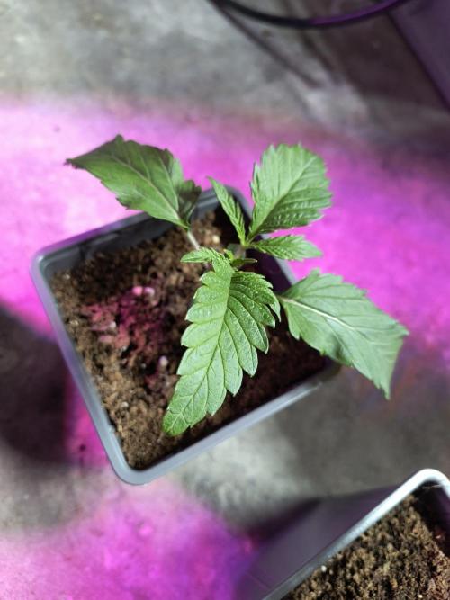 PAX Genetix Cap Junky. Week 2