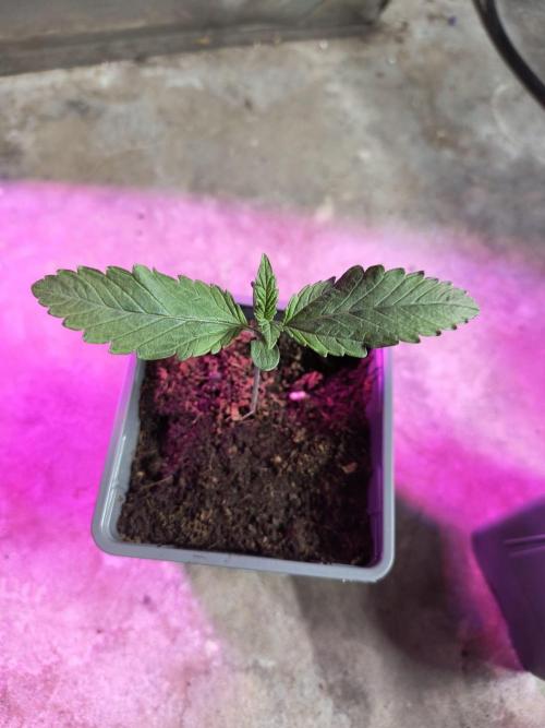 PAX Genetix Cap Junky. Week 2