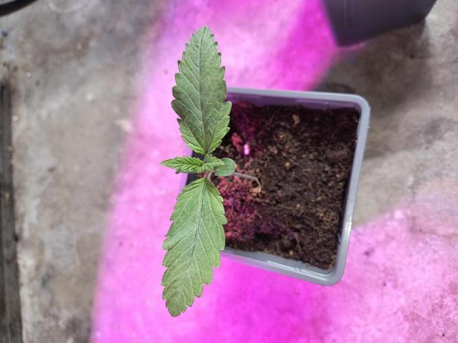 PAX Genetix Cap Junky. Week 2