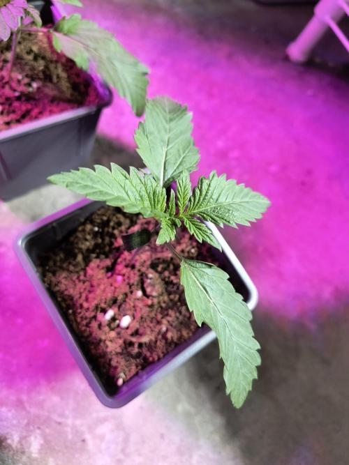 PAX Genetix Cap Junky. Week 2