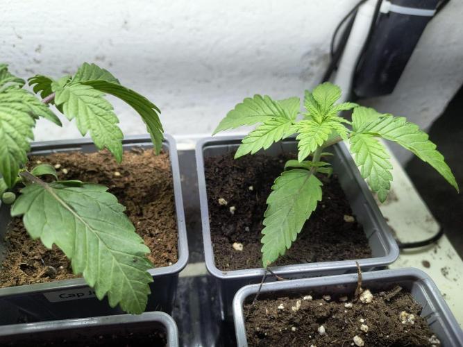 PAX Genetix Cap Junky. Week 3