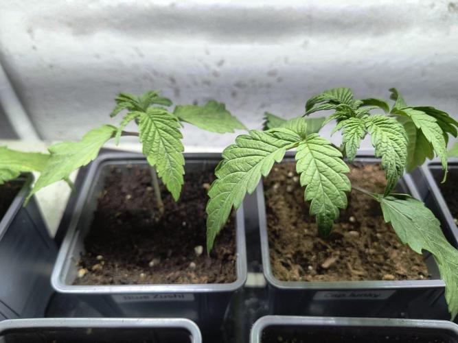 PAX Genetix Cap Junky. Week 3