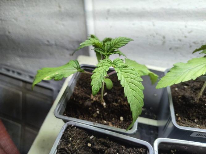 PAX Genetix Cap Junky. Week 3