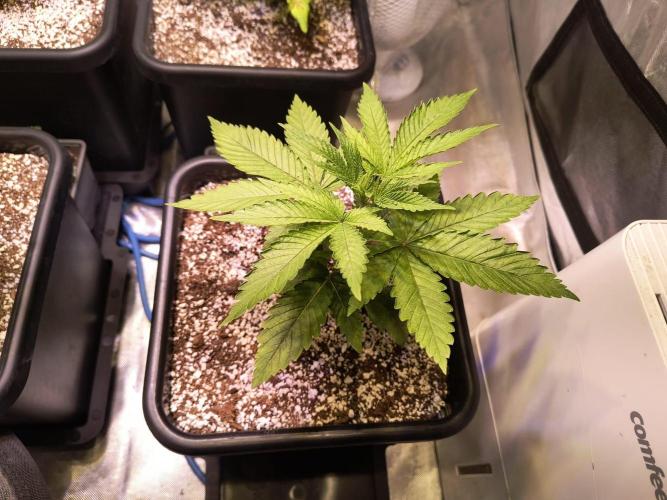 PAX Genetix Cap Junky. Week 4