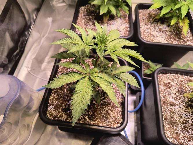 PAX Genetix Cap Junky. Week 4