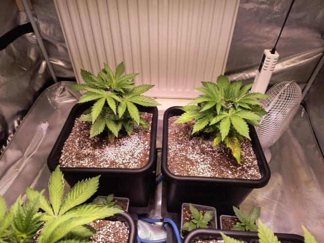 PAX Genetix Cap Junky. Week 4