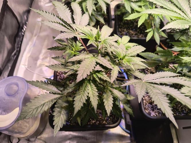 PAX Genetix Cap Junky. Week 5