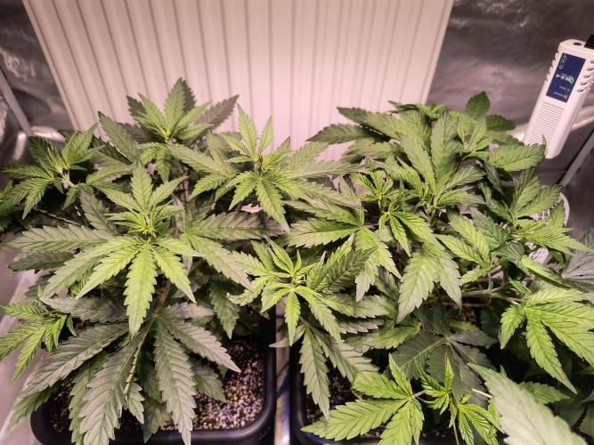 PAX Genetix Cap Junky. Week 5 - Bilder gemacht am 14.12.25