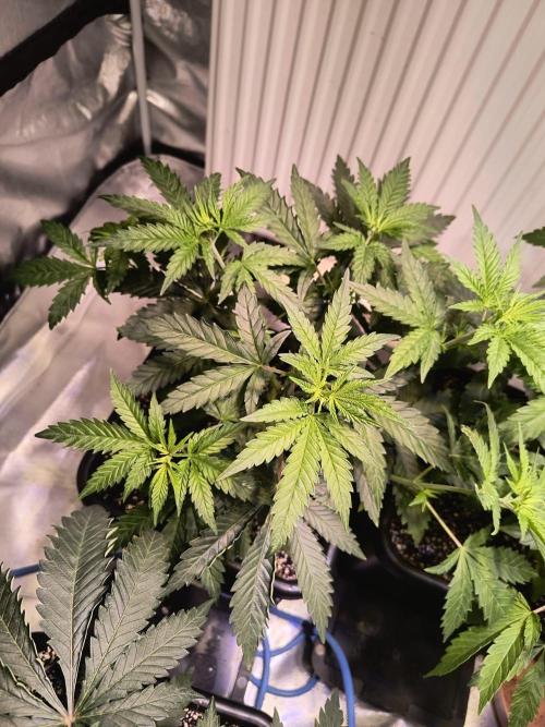 PAX Genetix Cap Junky. Week 5 - Bilder gemacht am 15.12.25