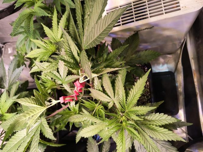 PAX Genetix Cap Junky. Week 5 - Bilder gemacht am 15.12.25