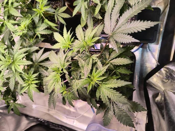 PAX Genetix Cap Junky. Week 5 - Bilder gemacht am 15.12.25