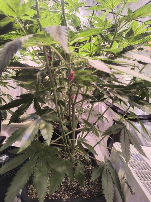 PAX Genetix Cap Junky. Week 6 - Bilder wurden am 24.12.25 gemacht