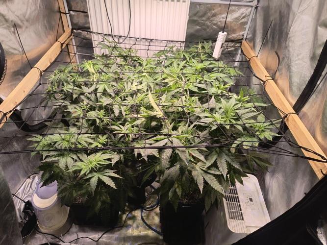 PAX Genetix Cap Junky. Week 6 - Bilder wurden am 24.12.25 gemacht