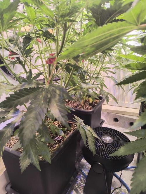 PAX Genetix Cap Junky. Week 6 - Bilder wurden am 24.12.25 gemacht