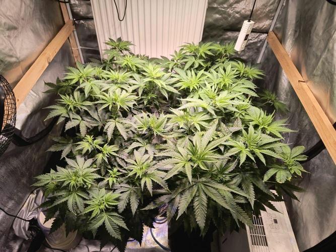 PAX Genetix Cap Junky. Week 6 - Bilder wurden am 24.12.25 gemacht