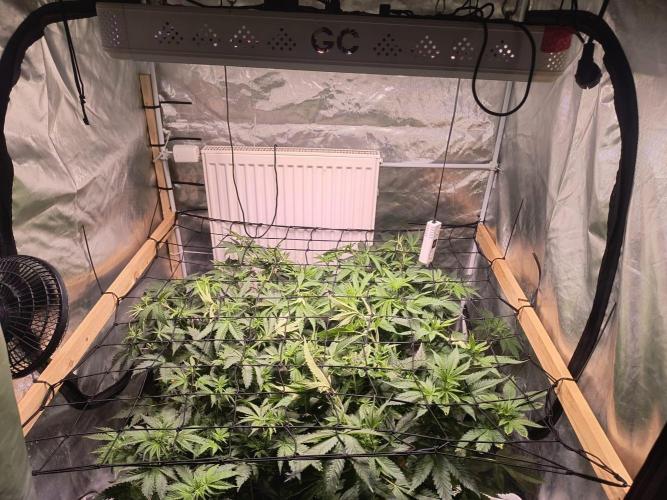 PAX Genetix Cap Junky. Week 6 - Bilder wurden am 24.12.25 gemacht