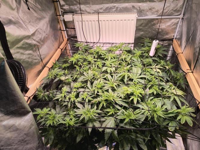 PAX Genetix Cap Junky. Week 7 - Bilder wurden am 27.12.25 gemacht