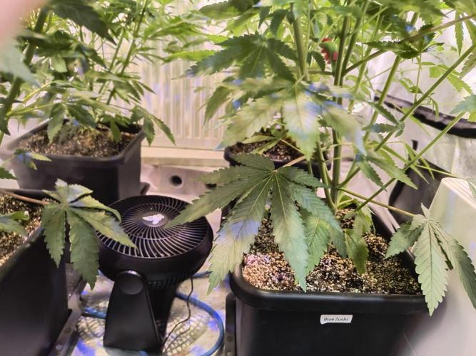 PAX Genetix Cap Junky. Week 7