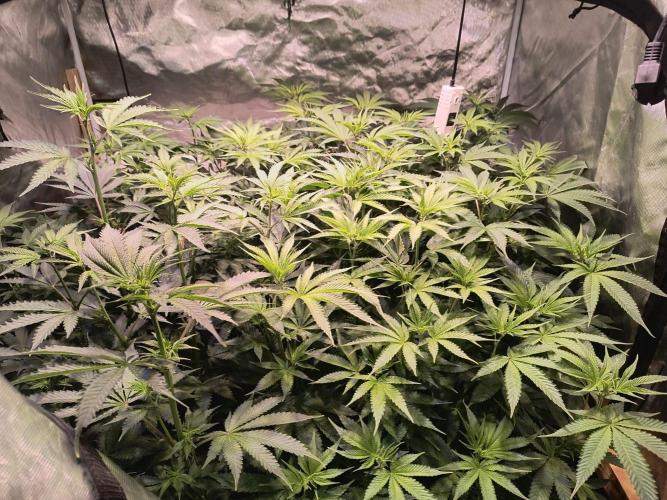 PAX Genetix Cap Junky. Week 8 - Bilder gemacht am 11.01.25