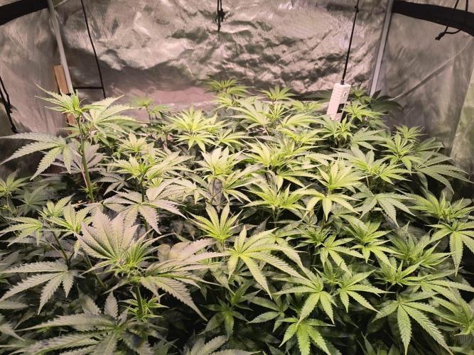 PAX Genetix Cap Junky. Week 8