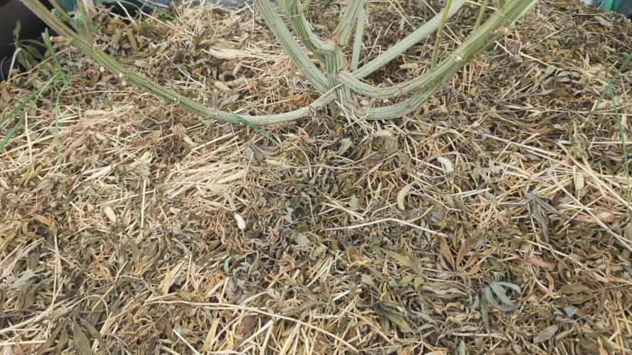 Limon Blanco V3, organic no-till living soil