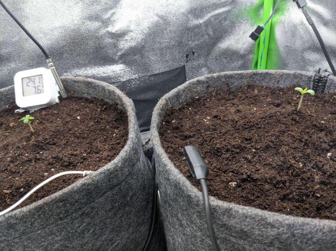 Blackberry Auto Fastbuds Cheap Coco+Mix. Week 0 - Day 5