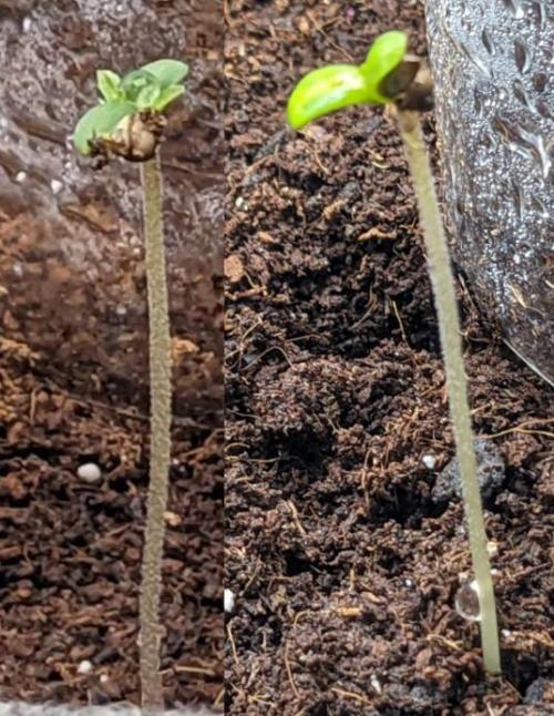 Blackberry Auto Fastbuds Cheap Coco+Mix. Week 0 - Day 3