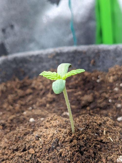 Blackberry Auto Fastbuds Cheap Coco+Mix. Week 0 - Day 5 Right Pot