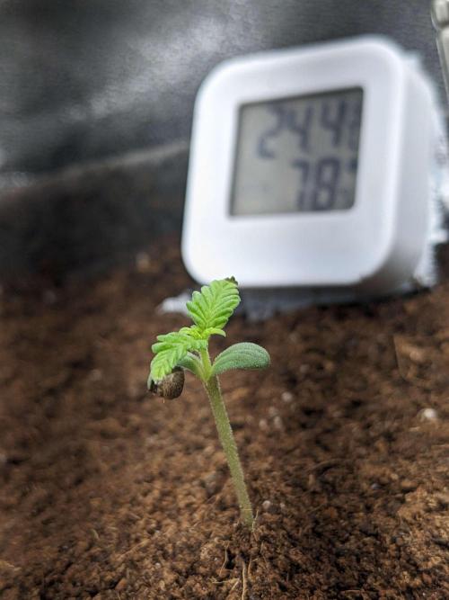 Blackberry Auto Fastbuds Cheap Coco+Mix. Week 0 - Day 5 Left Pot