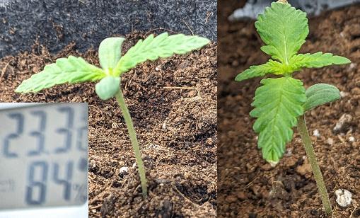 Blackberry Auto Fastbuds Cheap Coco+Mix. Week 1 - Day 8