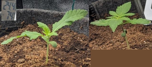 Blackberry Auto Fastbuds Cheap Coco+Mix. Week 2 - Day 11